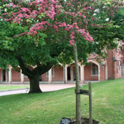 Rv2 Tree For Qe2 50 1934 Oak X200